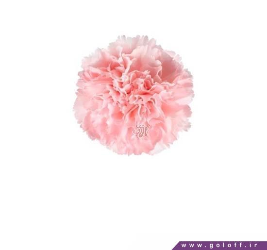 خرید گل آنلاین - گل میخک پینک داوِر - Carnation | گل آف